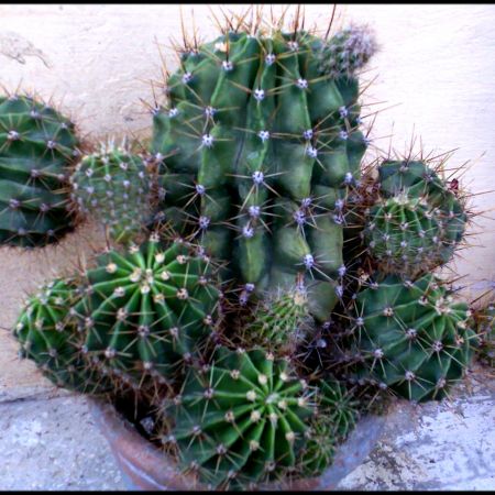 Cactus